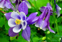 Cultivarea Aquilegia de plantare și îngrijire (65 poze), în câmp deschis, de clasă, acasă, de la