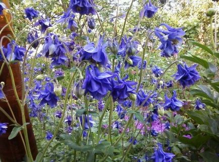 Cultivarea Aquilegia de plantare și îngrijire (65 poze), în câmp deschis, de clasă, acasă, de la