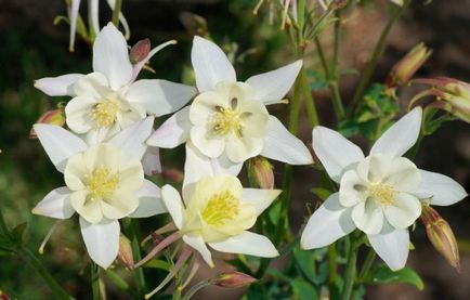 Cultivarea Aquilegia de plantare și îngrijire (65 poze), în câmp deschis, de clasă, acasă, de la