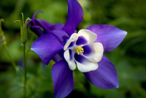 Cultivarea Aquilegia de plantare și îngrijire (65 poze), în câmp deschis, de clasă, acasă, de la