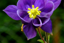 Cultivarea Aquilegia de plantare și îngrijire (65 poze), în câmp deschis, de clasă, acasă, de la