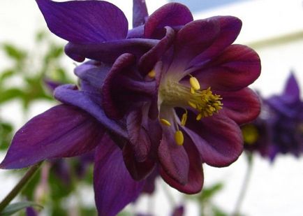 Cultivarea Aquilegia de plantare și îngrijire (65 poze), în câmp deschis, de clasă, acasă, de la