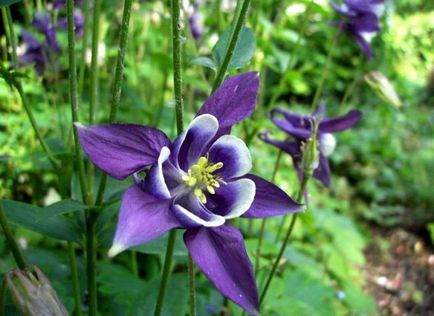 Cultivarea Aquilegia de plantare și îngrijire (65 poze), în câmp deschis, de clasă, acasă, de la