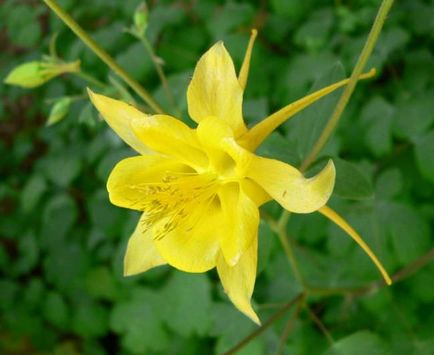 Cultivarea Aquilegia de plantare și îngrijire (65 poze), în câmp deschis, de clasă, acasă, de la