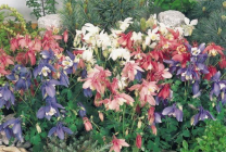 Cultivarea Aquilegia de plantare și îngrijire (65 poze), în câmp deschis, de clasă, acasă, de la