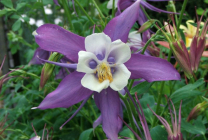 Cultivarea Aquilegia de plantare și îngrijire (65 poze), în câmp deschis, de clasă, acasă, de la