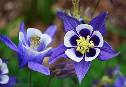 Cultivarea Aquilegia de plantare și îngrijire (65 poze), în câmp deschis, de clasă, acasă, de la