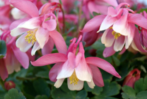 Cultivarea Aquilegia de plantare și îngrijire (65 poze), în câmp deschis, de clasă, acasă, de la