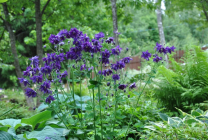 Cultivarea Aquilegia de plantare și îngrijire (65 poze), în câmp deschis, de clasă, acasă, de la