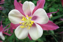 Cultivarea Aquilegia de plantare și îngrijire (65 poze), în câmp deschis, de clasă, acasă, de la