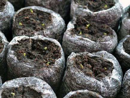 Cultivarea din semințe de eustomy, eustomy fotografie, casă și grădină Eustoma - plantare și îngrijire