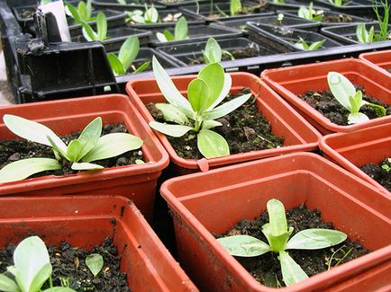 Cultivarea din semințe de eustomy, eustomy fotografie, casă și grădină Eustoma - plantare și îngrijire