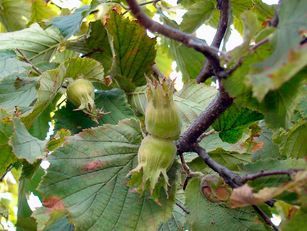 Hazelnut cum să planteze un nuc