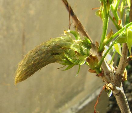 Cultivarea și Grija pentru wisteria