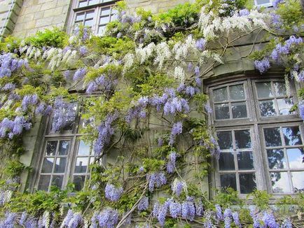 Cultivarea și Grija pentru wisteria