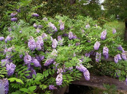 Cultivarea și Grija pentru wisteria