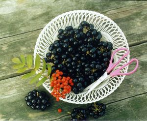 Cultivarea din semințe de fructe de padure proces Sunberry de îngrijire pentru afine și proprietățile sale benefice