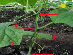 Cultivarea castravete într-un butoi de metode de plantare, soiurile de castraveți pentru butoaie, metoda Ganichkina, foto și video