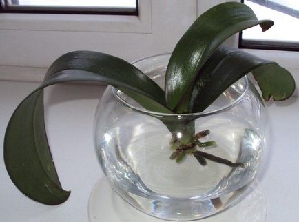 Cultivarea orhidee in metoda hidroponice apa