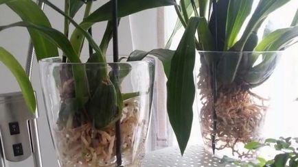 Cultivarea orhidee in metoda hidroponice apa
