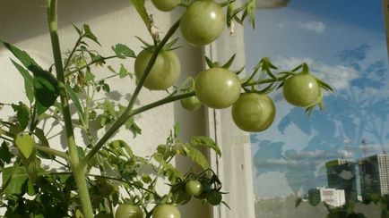 Cultivarea roșii în timpul iernii pe pervazul ferestrei (pervaz cultura tomatelor) Cultivarea tomate pe pervazul ferestrei în timpul iernii
