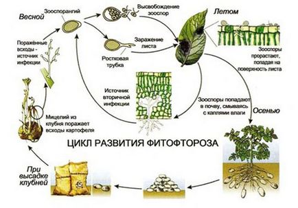Tomate Cultivarea pe un pervaz în timpul iernii (în timpul iernii) Cultivarea tomate pe pervazul ferestrei în timpul iernii