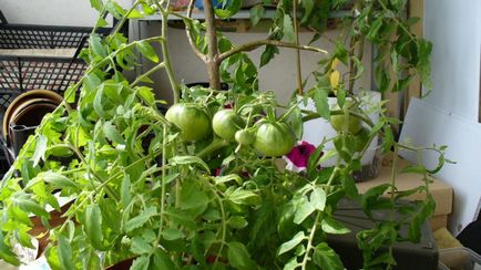 Cultivarea tomate pe pervazul ferestrei în timpul iernii