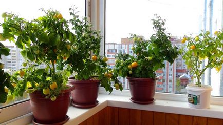 Cultivarea tomate pe pervazul ferestrei în timpul iernii