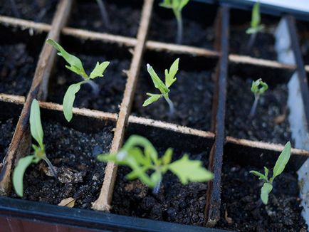 Cultivarea răsadurilor de legume; semănat semințe de răsaduri în ianuarie și februarie, cum să crească răsaduri de legume