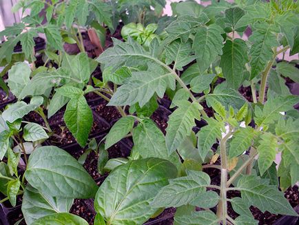 Cultivarea răsadurilor de legume; semănat semințe de răsaduri în ianuarie și februarie, cum să crească răsaduri de legume