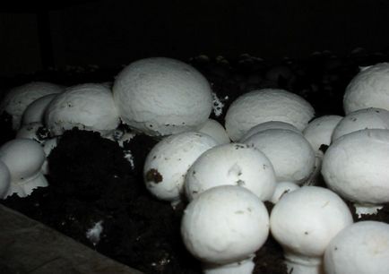ciuperci în creștere la pas acasă cu tehnica pas!