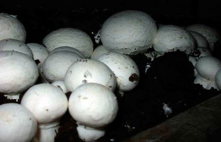 Cultivarea ciupercilor în subsol - Walkthrough