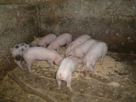 Creșterea porcilor la domiciliu - este în valoare de piele lumânare
