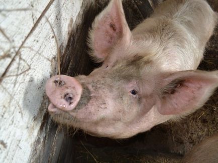 Creșterea porcilor la domiciliu - în cazul în care pielea este în valoare de lumânare (în picioare) Creșterea porcilor la domiciliu - este în valoare de piele lumânare