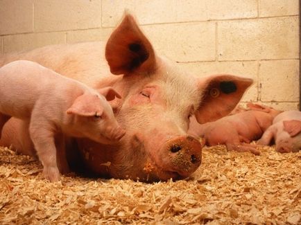 Creșterea porcilor la domiciliu - este în valoare de piele lumânare