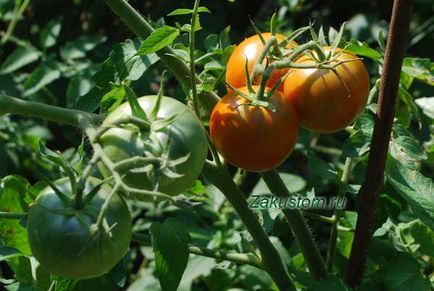 Cultivarea tomate - tot ce trebuie să știți un site țară