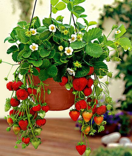 Cultivarea căpșuni în casă 1