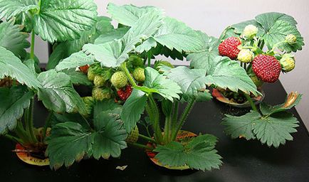 Cultivarea căpșuni în casă 1
