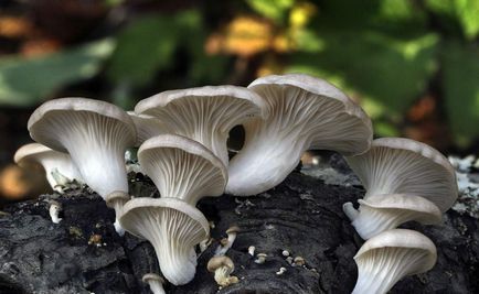 Miceliu cresc ciuperci stridie la domiciliu pe cont propriu sau cumpăra