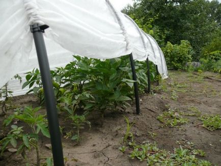 Transplantarea de tomate în seră