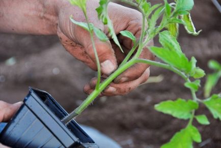 Transplantarea de tomate în seră