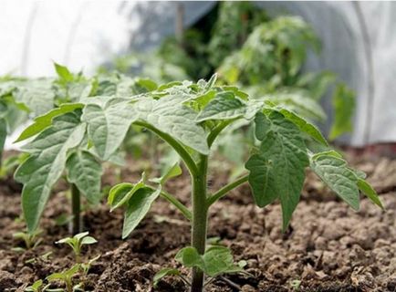 Transplantarea de tomate în seră