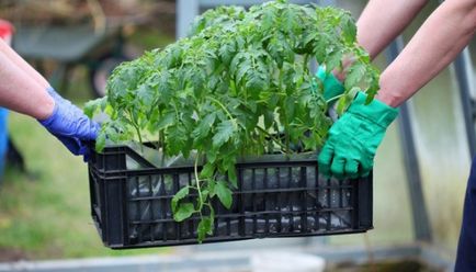 Transplantarea de tomate în seră