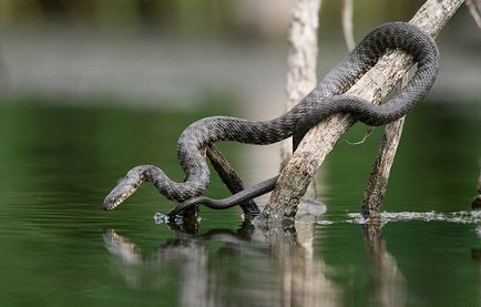 șerpi de apă - astfel că arată ca o viperă