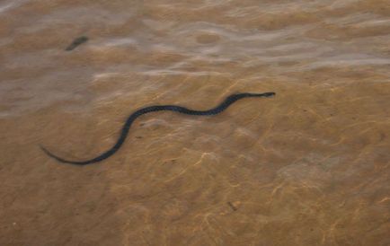 șerpi de apă - astfel că arată ca o viperă
