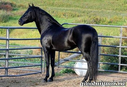 un cal negru