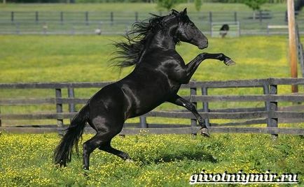un cal negru