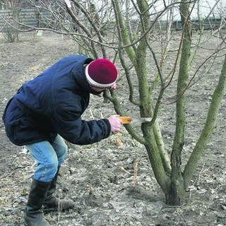 Felt cireșe fotografie și descrierea soiurilor, îngrijire, cultivare și de tăiere cireșe Felt