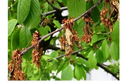 plantare Felt cireșe și de îngrijire, fotografie, alege răsaduri, locul și