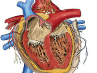 cauze boli cardiace congenitale, tratament, diagnostic și clasificare